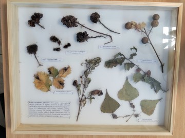 Spotkanie w Lidze Ochrony Przyrody Okręg Skierniewice , 